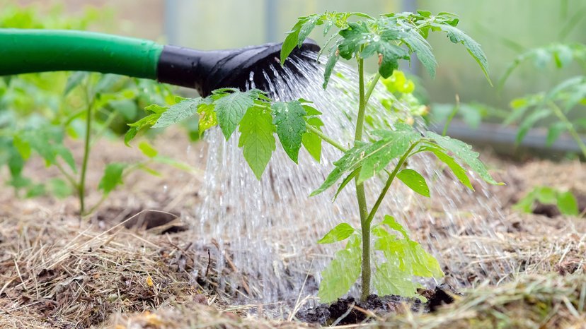 Charlie Albone: Tips for a thriving summer vege patch